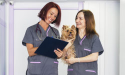 Veterinary Jobs - Veterinarian Jobs - Veterinary Nurse Jobs - Vet Jobs
