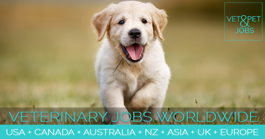 vet jobs in victoria australia local time