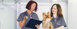 Vet Nurse Jobs - Veterinary Nurse Jobs