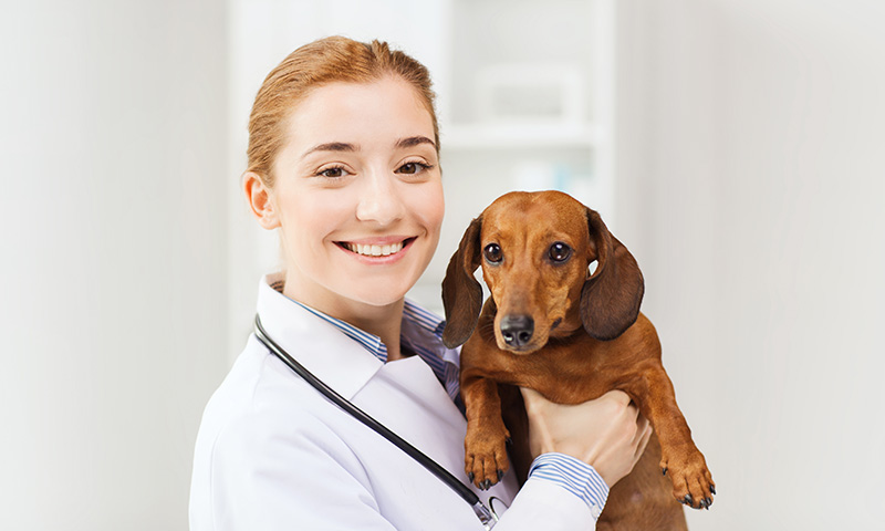 Veterinary nursing jobs in south australia