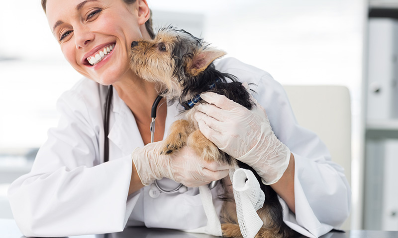 Vet Jobs - Veterinarian Jobs - Veterinary Nurse Jobs - Veterinary Jobs |  Veterinary Jobs the Fresh Way - Australia NZ Asia @ VET & PET Jobs  Marketplace