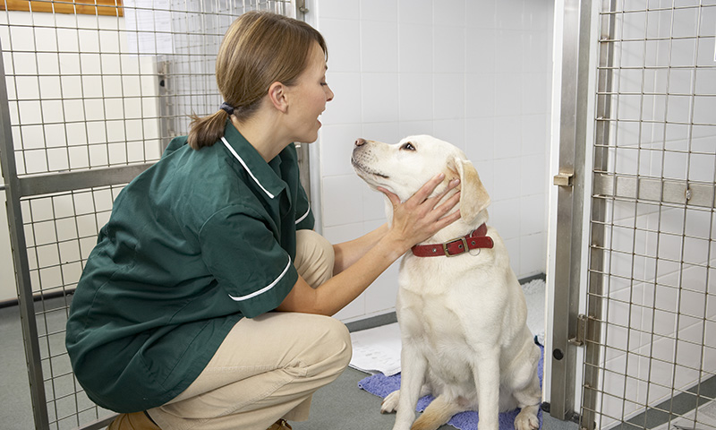 Pet Jobs - Pet Careers - Groomers - Carers - Animal Attendants