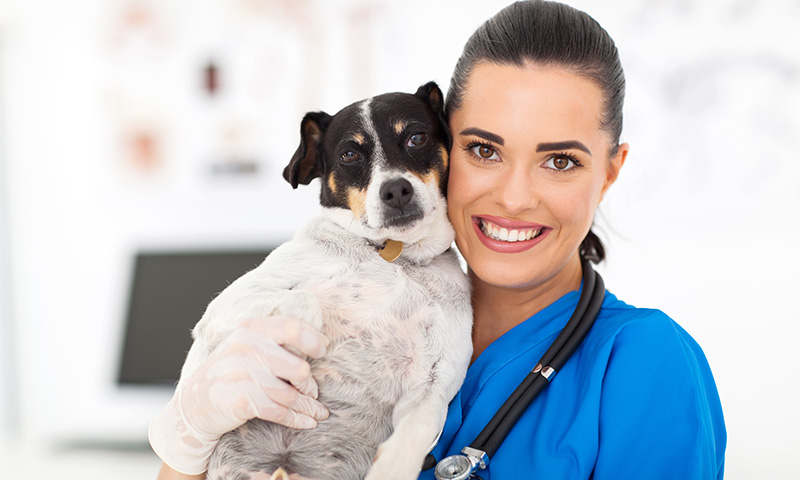 Veterinary nurses jobs australia